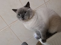 British blue point erkek british shorthair