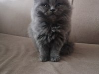 BRİTİSH SHORTHAİR KEDİMİZ BAŞLANGIÇ SETİ HEDİYELİ