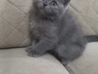 British shorthair kedimize yeni yuva aranıyor