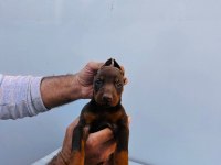ORJİNAL DOBERMAN YAVRULAR
