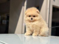 Pomeranian boo yavrularımız orijinal