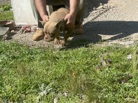 Fransız bulldog yetişkin