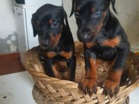King doberman yavrularım