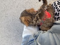 3 aylık maltipoo