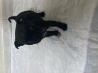 Yavru siyah pug