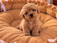 Toypoodle Yavrularımız 