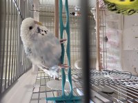 Muhabbet Kuşları Sahiplendirme