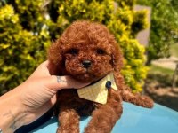 Sevimli Toy Poodle Yavrularımız