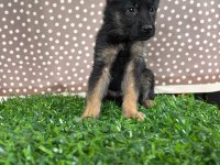 Burkemden a kalite alman çoban köpeği yavrumuz
