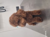 Teacup kuyruksuz poodle eşleşme için