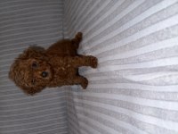 DİŞİ KORE POODLE YAVRU
