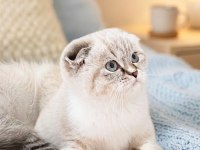 Scottish Fold Silver Lynx Point Dişi