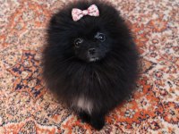 MİKRO TEACUP BOY DİŞİ POMERANİAN BOO