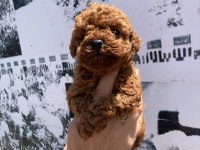 En koyusundan en güzelinden toy poodle minnoşlar