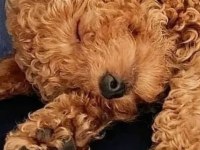 Toy poodle köpeğimiz