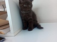 British shorthair nadir renk