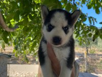 Irk garantili Husky yavrularımız