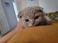 Kedimiz Yeni yuvasını bekliyor