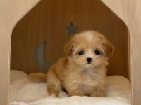 Sevimli maltipoo yavruları mevcut