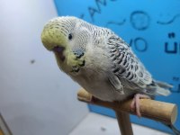 Show jumbo ve mutasyon Teksas Jumbo yavru muhabbet kuşlar