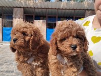 Maltipoo bebek yüzlü yavrular