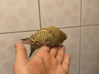 JUMBO muhabbet kuşu bebişler