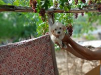 45 günlük dişi ve erkek maltipoo bebekler