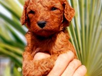 Muhteşem toy poodle bebeklerimiz