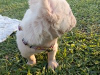 French bulldog yavruları