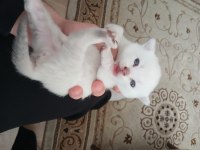 SAFKAN BRİTİSH LONGHAİR YAVRULARIMIZ