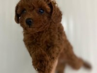 Kore kan red brown dişi ve erkek poodle yavrularımız