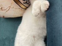 Bakımlı scottish fold 1 yaşında