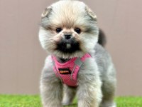Sevimli Pomeranian Boo Yavrularımız