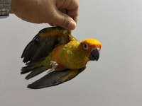 FULL EVCİL YAVRU GÜNEŞ KONUR
