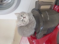 YENİ YUVALARINA HAZIR YARAMAZ DİŞİ KEDİLER