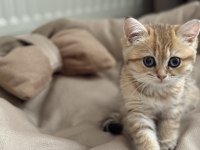 9 Aylık Mikroçipli British Shorthair Gold Dişi