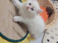 Blue poind ve beyaz mavi gözlü Golden poind