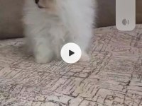 Pomeranian köpeğimizi sahiplendirme