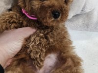 2 aylık Toy Poodle yavrular