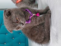 65 günlük scottish fold yavrular eğitimleri tam
