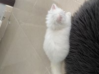 3 aylık yavru british longhair