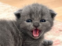 Safkan scottish fold yavrum yeni yuvasını arıyor