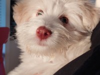 Yeşil gözlü uysal 3 aylık maltese terrier