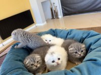 ORJİNAL IRK YAVRU KEDİLER ANKARA MAĞAZAMIZDA GÖRÜN 