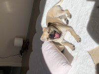 AŞILARI TAM 7 AYLIK PUG YAVRUSU