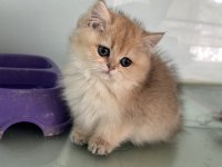 Show kalite golden british shorthair ve longhair yavrular