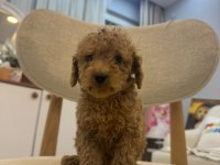2 AYLIK MALTİPOO YAVRULARIMIZ