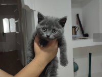Dişi safkan british shorthair