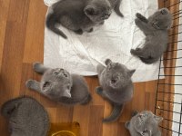 Mükemmel British Shorthair Yavrular Son Adetler