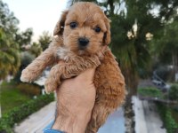 Maltipoo yavru köpekler